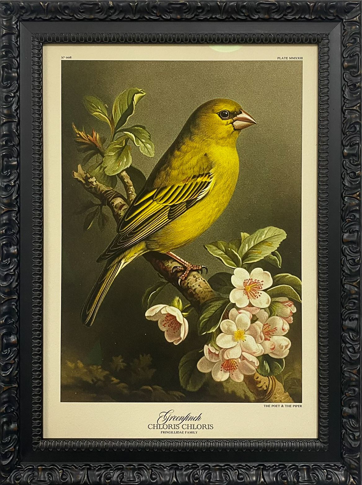 Botanical bird print in an ornate gilt frame
